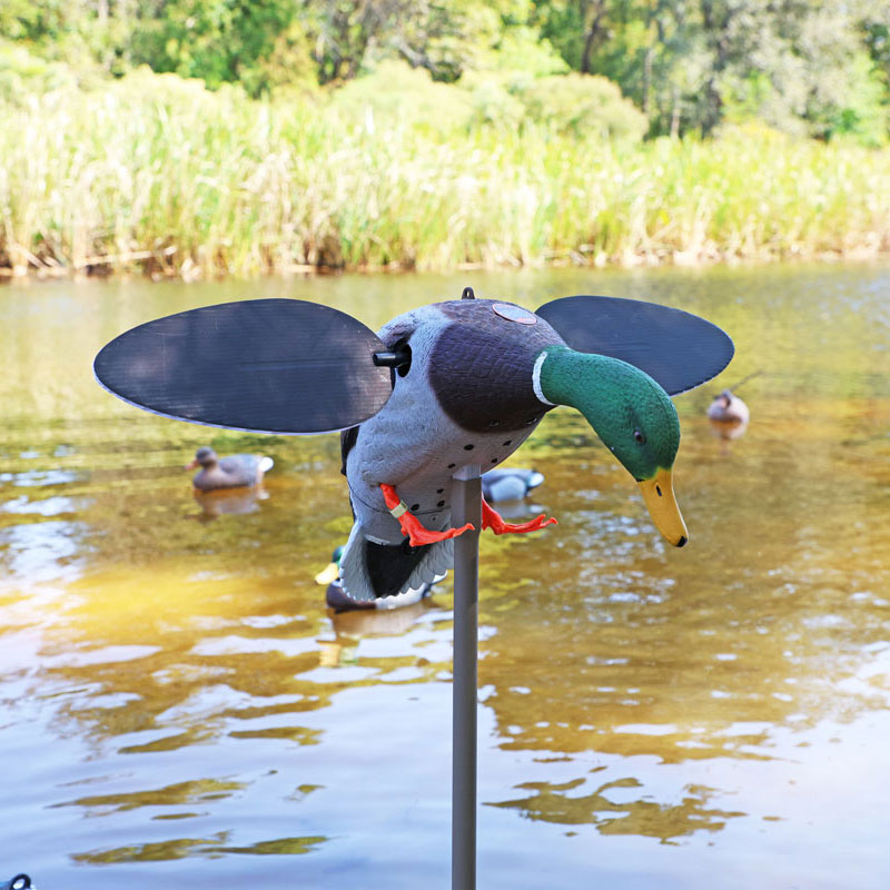 5_silver_mallard_field_6