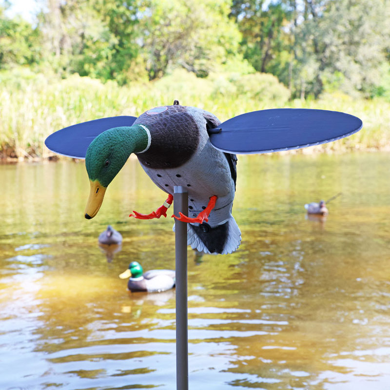 4_silver_mallard_field_5