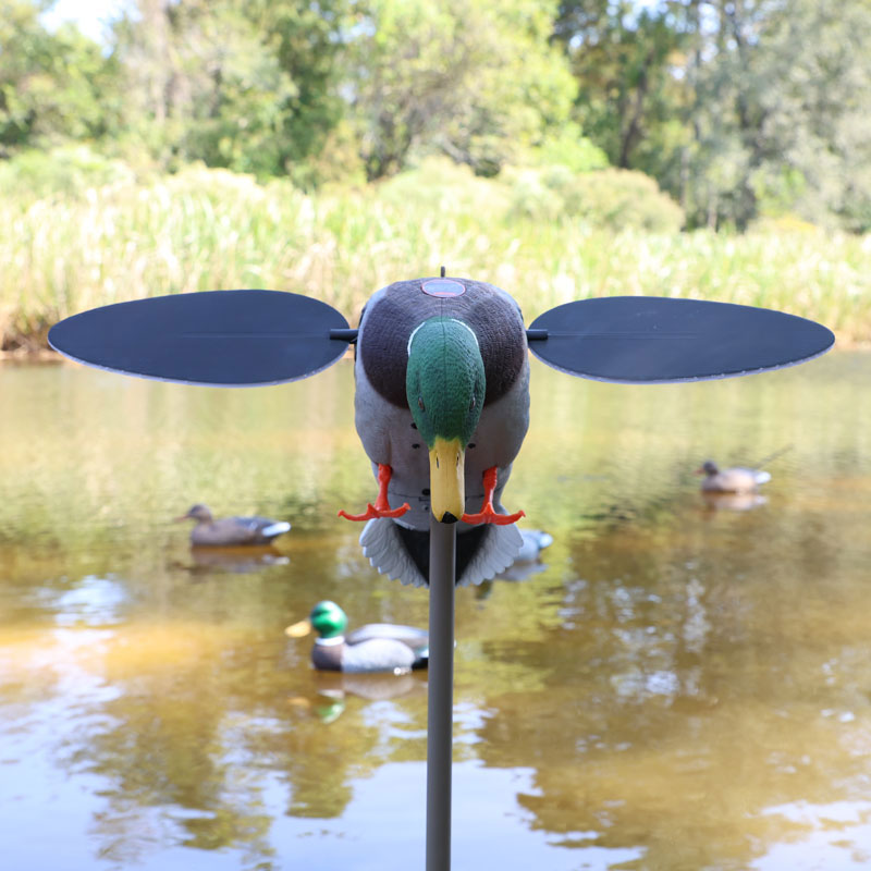 3_silver_mallard_field_2